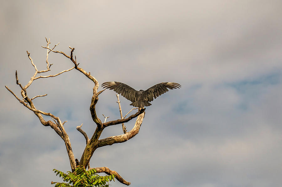 Black Vulture Stateline by Jorge Perez - BlueBeardImagery Black Vulture Stateline by Jorge Perez - BlueBeardImagery