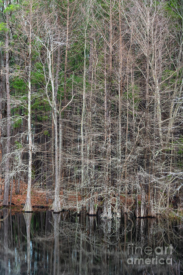 Black Water Cypress Trees Photograph
