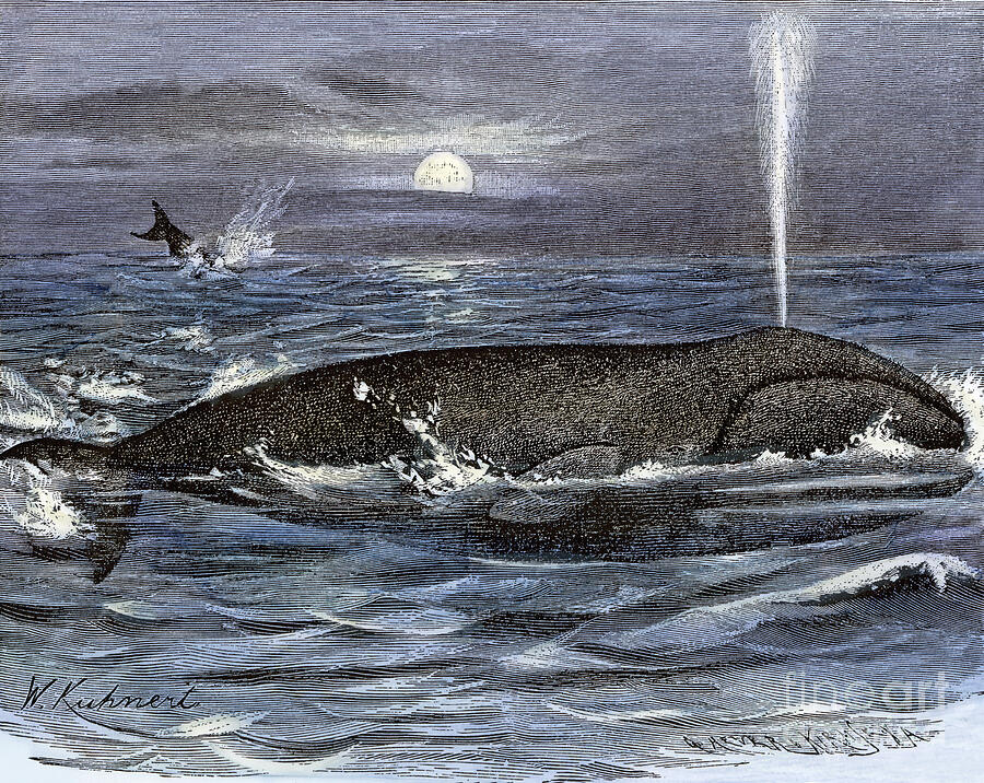 Animal Drawing - Black Whale Jet In The Open Sea 19th Century Colour Engraving by American School