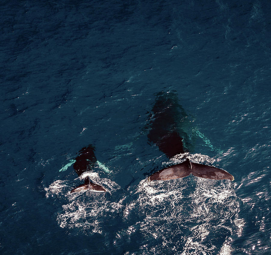 Black Whales by Carlene Smith Black Whales by Carlene Smith