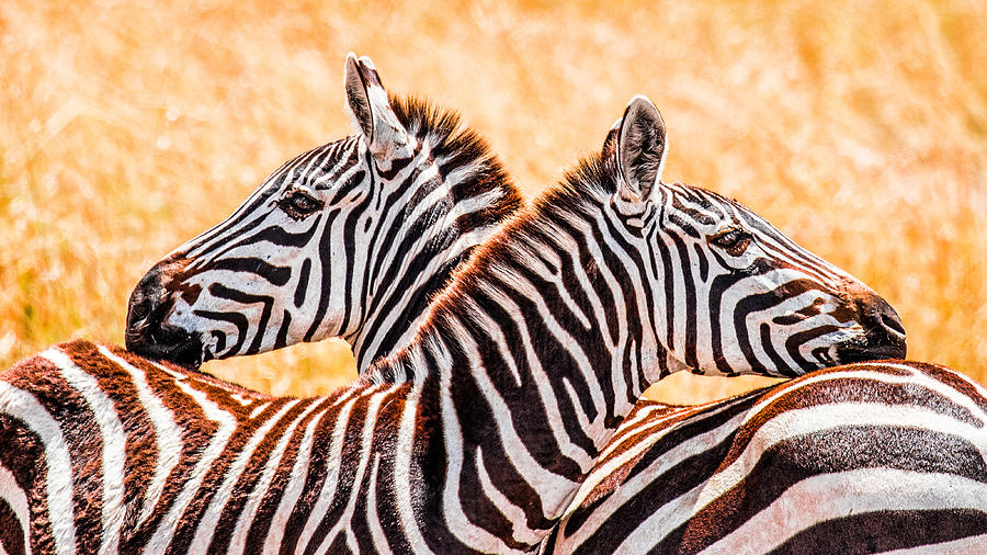 Wildlife Photograph - Black, White, & Orange by Janaka