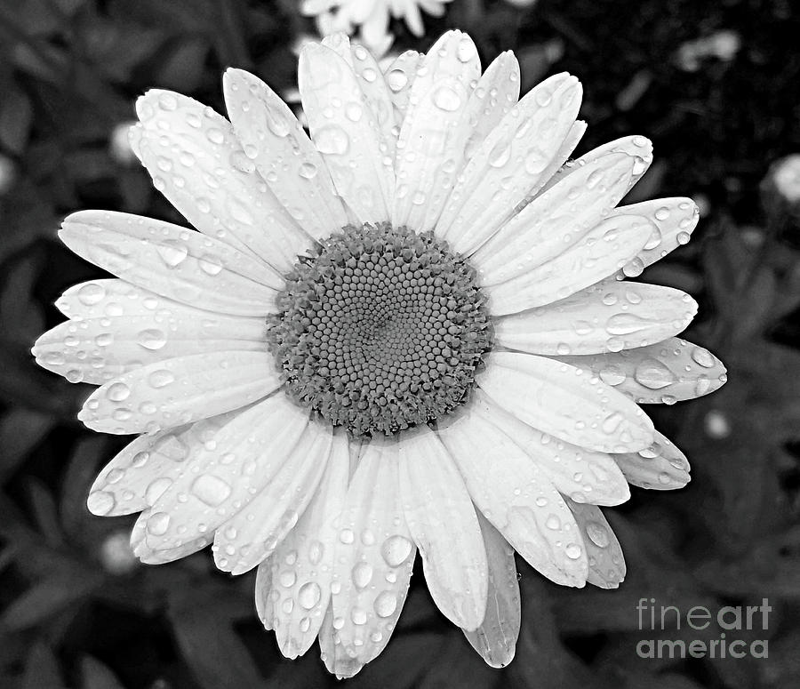 Black White Flower Photograph by Raymond Earley