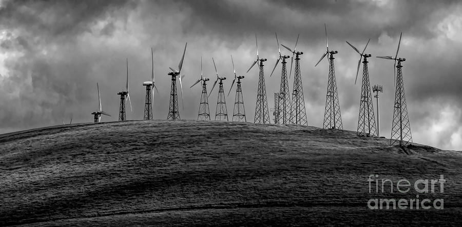Black White Giants  California Livermore  Photograph by Chuck Kuhn