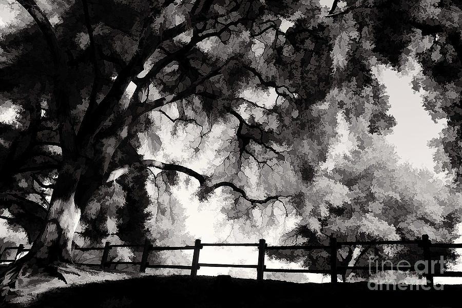 Black White Oak Tree Nature Landscape  Photograph by Chuck Kuhn