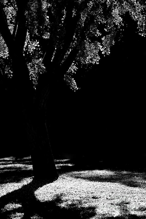 Black White Shadows Tree Landscape  Photograph by Chuck Kuhn