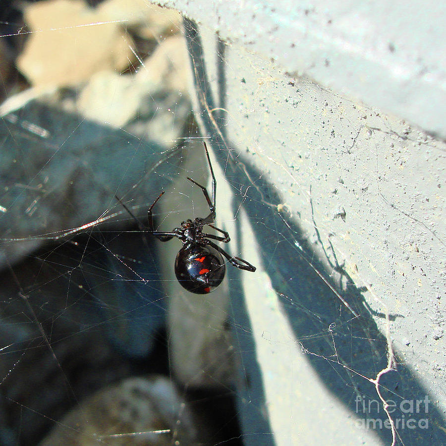 Black Widow Spider Photograph by Amy E Fraser