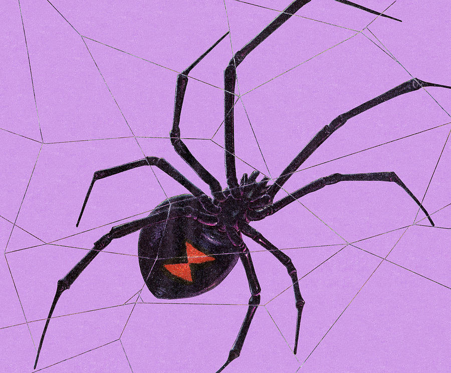 Spider Drawing - Black Widow Spider by CSA Images