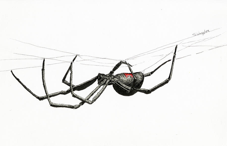 Black Widow Drawing by Timothy Livingston