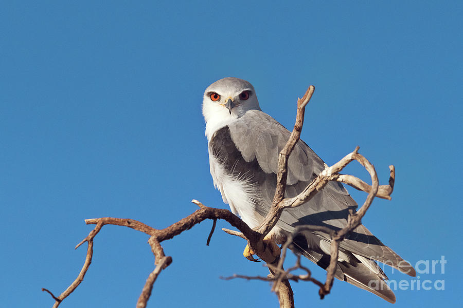 Black-winged Kite Photograph by Dr P. Marazzi/science Photo Library