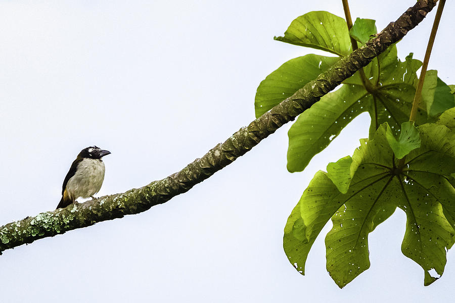 Black-Winged Saltator Alcazares Manizales Colombia Photograph by Adam Rainoff