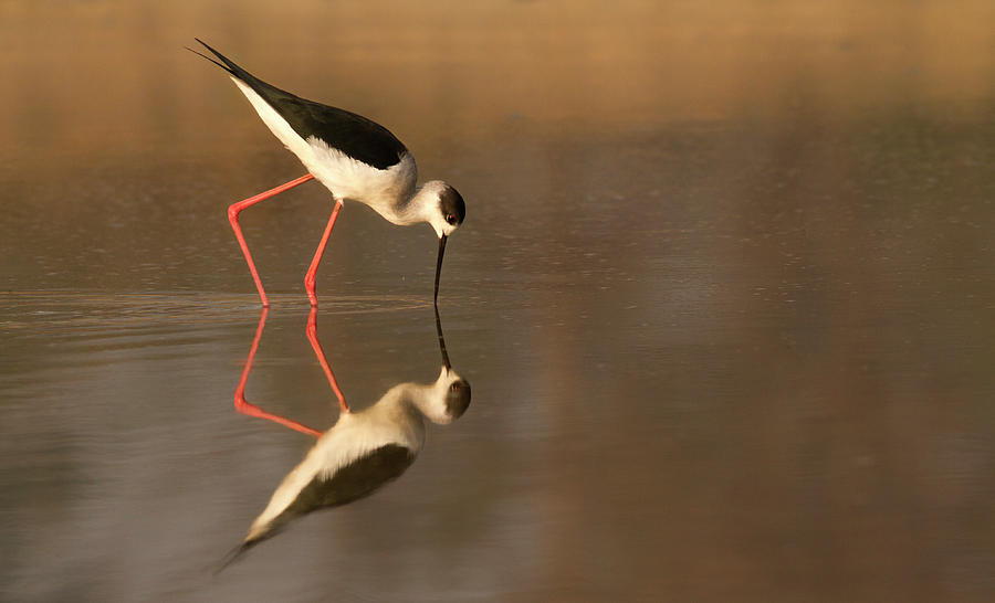Black Winged Stilt Photograph by Discover The Natural Beauty. Nature Creates Magic.
