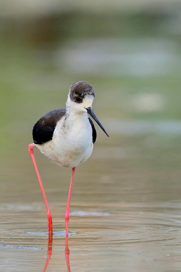 Black-winged Stilt Himantopus Photograph by Anastasios Sakoulis - Fine ...