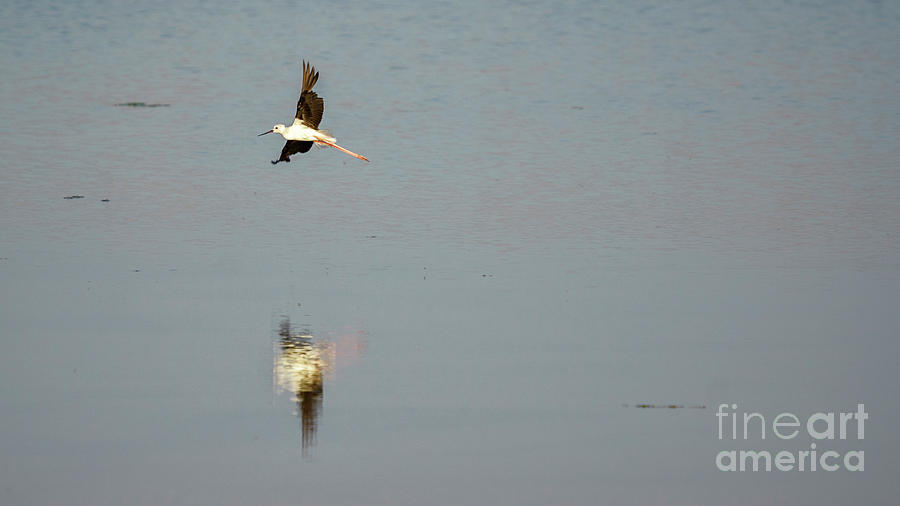 Black-WInged Taking Off the Marshland Photograph by Pablo Avanzini