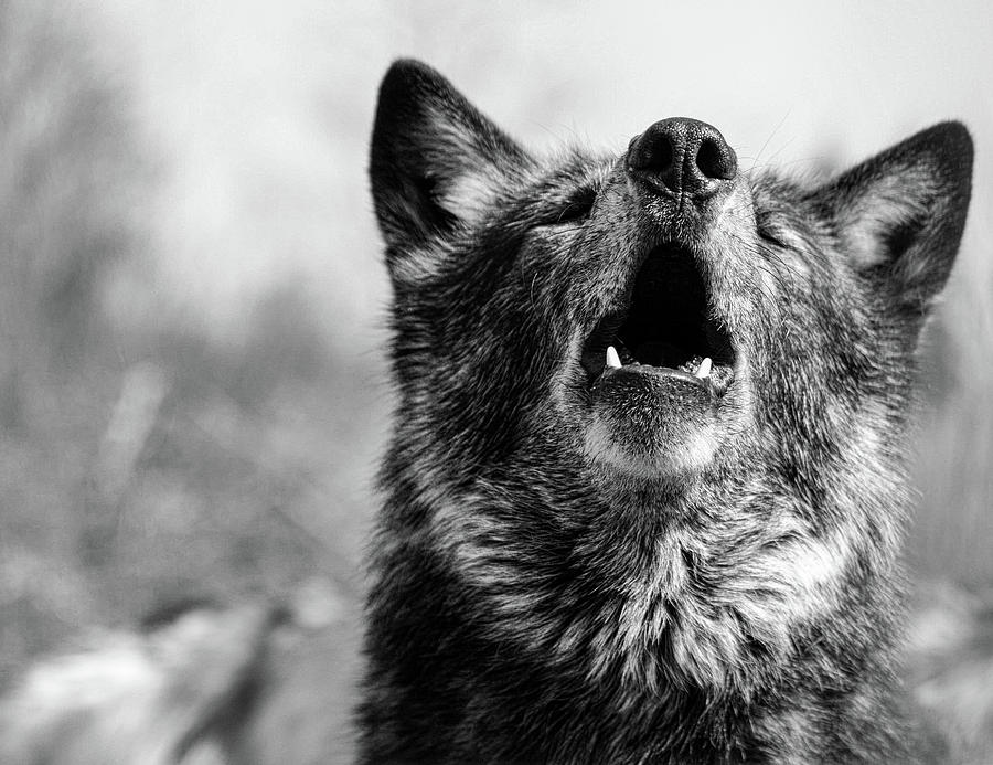 Black Wolf Howl Photograph by Jim Figgins - Fine Art America