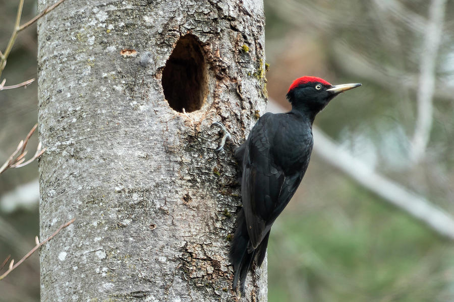 Black Woodpecker, Dryocopus Martius, Male At Nesthole, Bavaria, Germany; Europe Photograph by Konrad Wothe