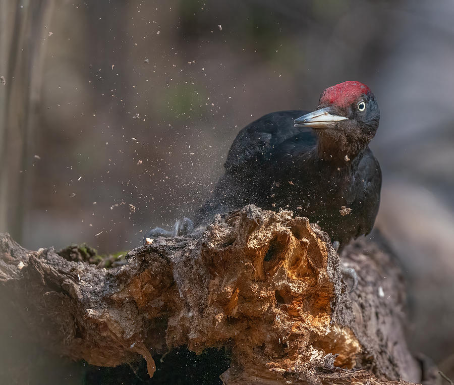 Woodpecker Photograph - Black Woodpecker Lunch by Konstantin Dem