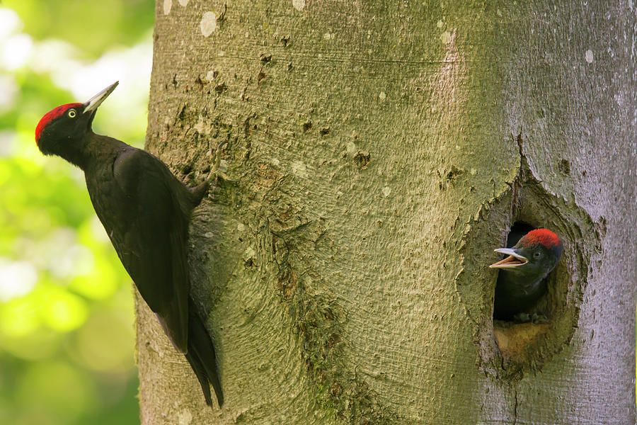 Black Woodpecker Male Feeding Chicks Bavaria Germany Photograph By Hermann Brehm Naturepl 