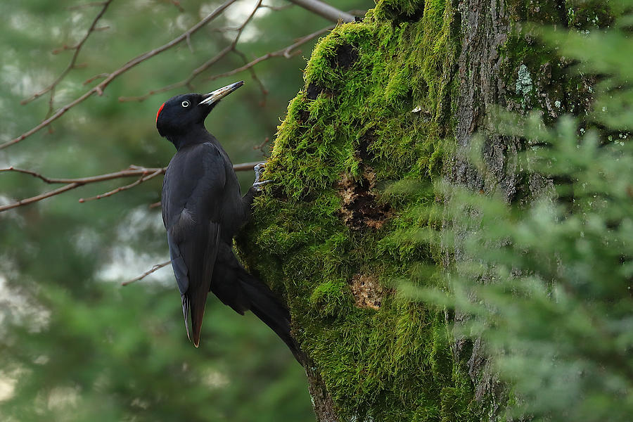 Black Woodpecker Photograph by Simun Ascic