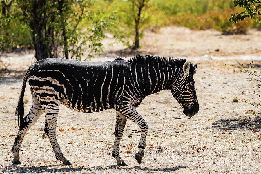 Black zebra, Namibia Photograph by Lyl Dil Creations