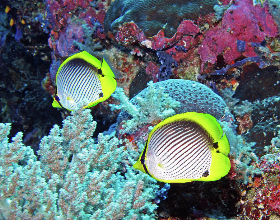 Blackback Butterflyfish Photograph By Susan Burger