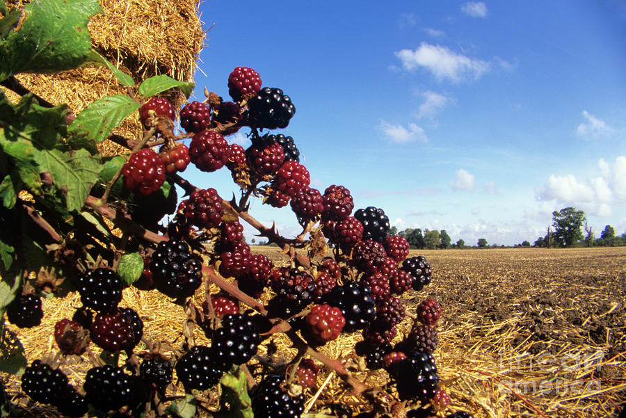 Blackberries by Dr. John Brackenbury/science Photo Library