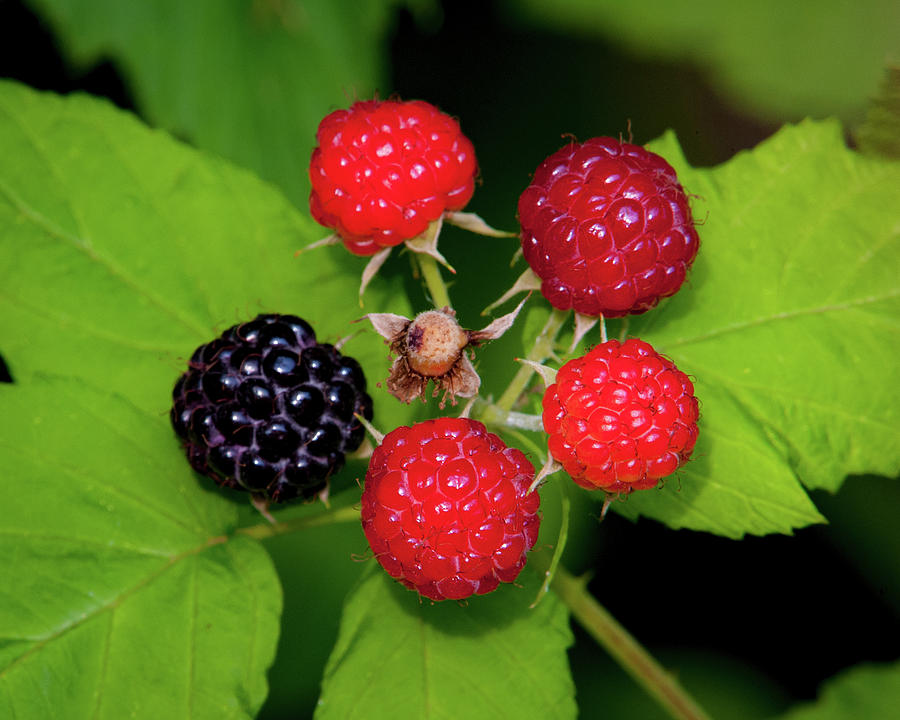 Blackberries Photograph by Jeff Phillippi