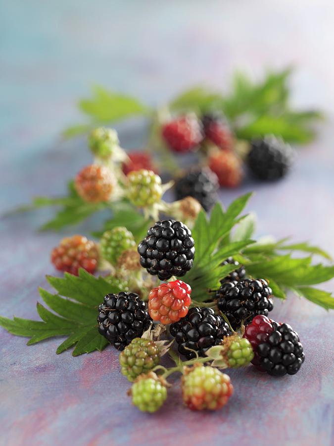 Blackberries Photograph by Karl Newedel