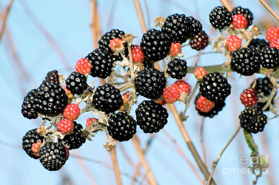 Blackberries (rubus Fruticosus) Photograph by Dr. John Brackenbury ...