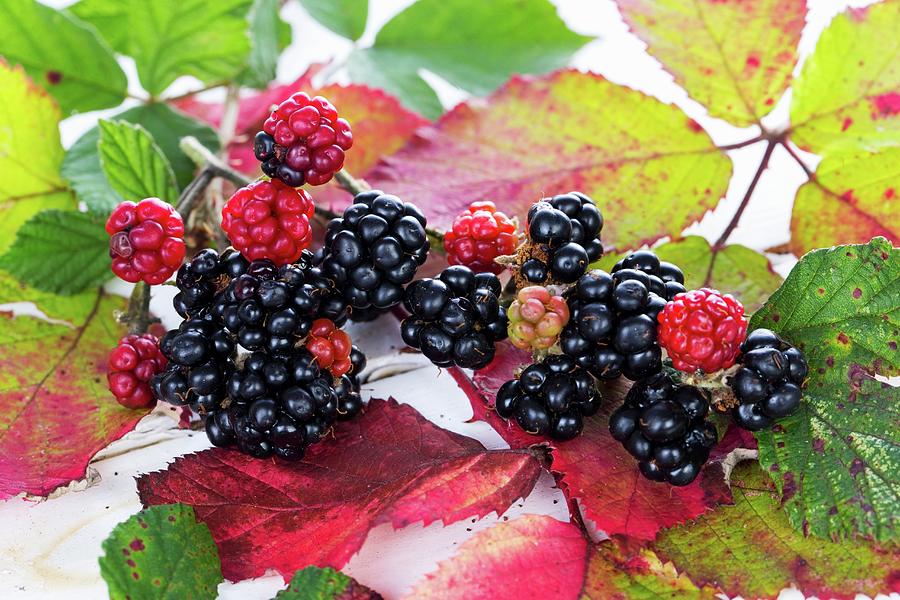 Blackberries With Autumnal Leaves Photograph by Lydie Besancon