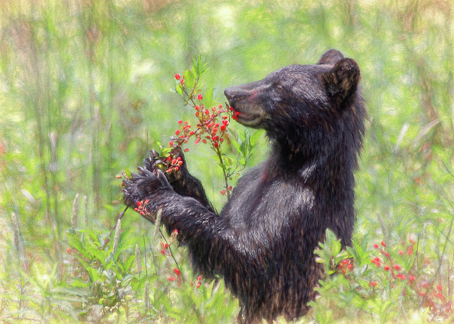 Blackberry Bear, Painterly Photograph by Marcy Wielfaert