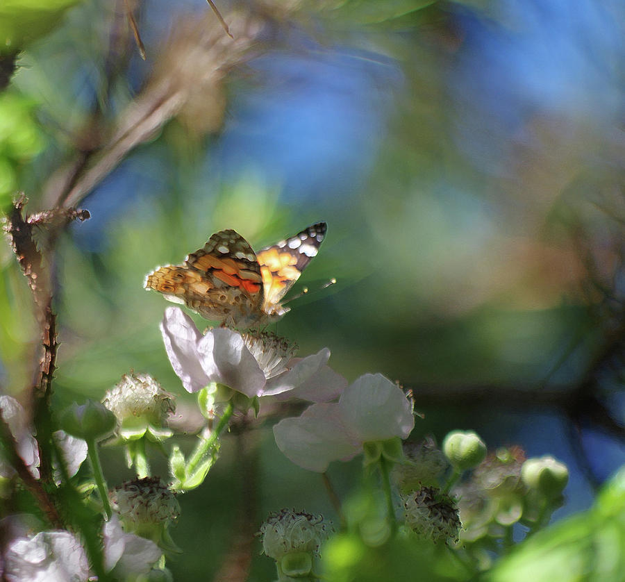 Blackberry Blossoms and Butterfly Photograph by Adria Trail