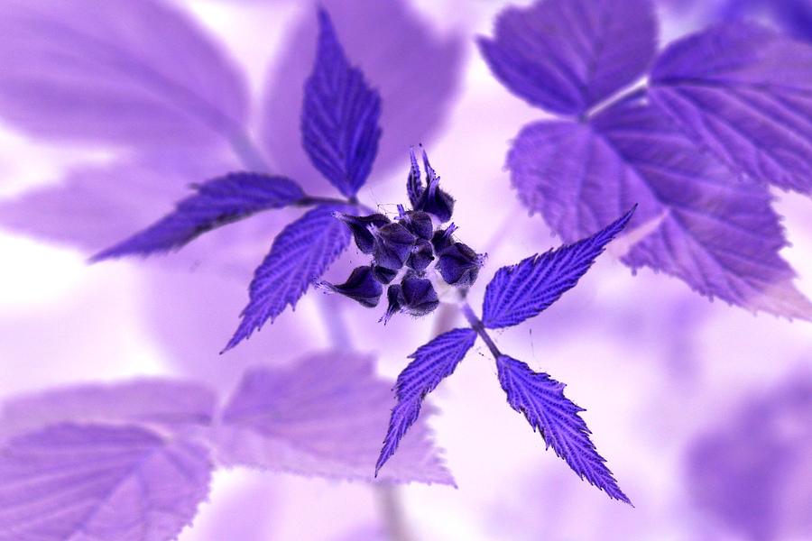 Blackberry in Lavender Negative by AJP Blackberry in Lavender Negative by AJP