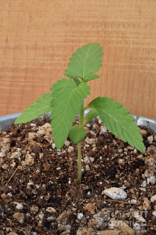 Blackberry Kush Cannabis Sprout Portrait Photograph