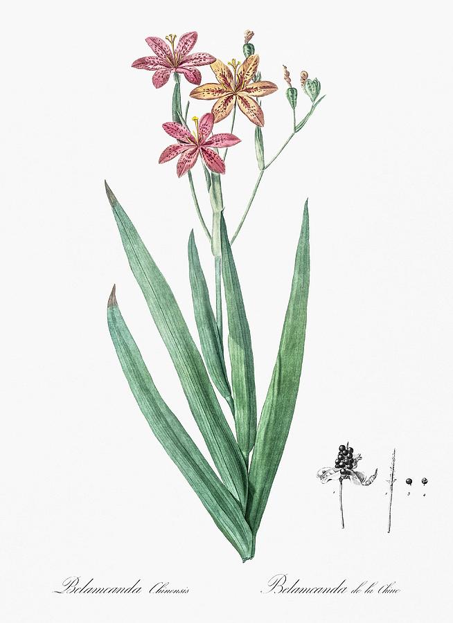 Blackberry Lily Illustrati Onfrom Les Liliacees  1805  By Pierre Joseph Redoute  1759-1840 Painting