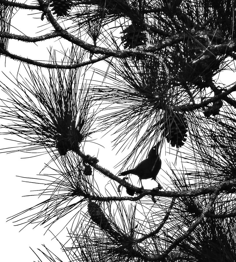 Blackbird  Photograph by Brenda Wilcox aka Wildeyed n Wicked