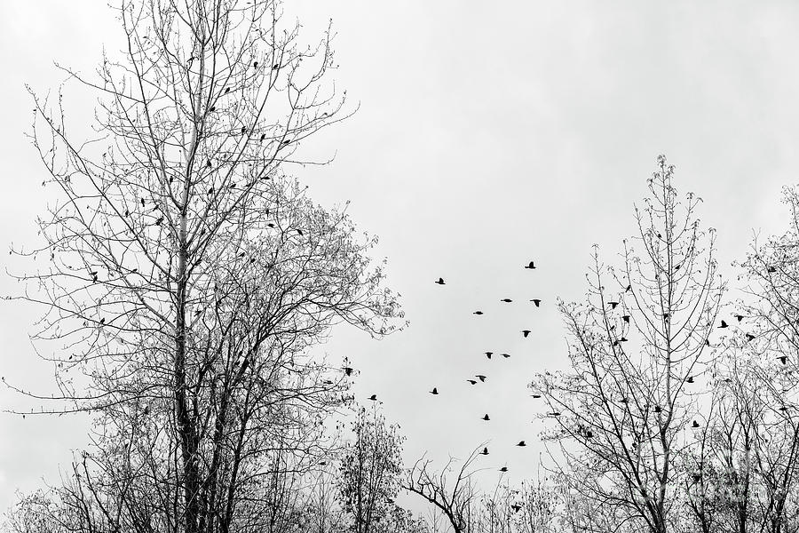 Blackbird conference Photograph by Priska Wettstein