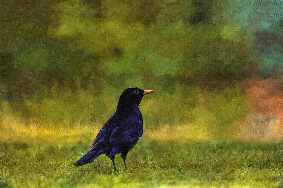 Raven Photograph - Blackbird In A Field Painting by Sandi OReilly