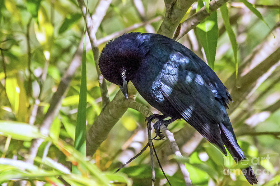 Blackbird In A Tree Photograph
