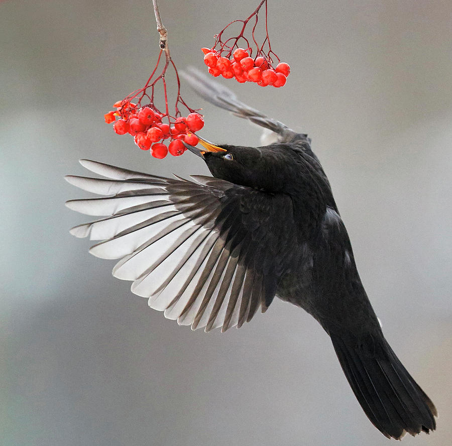 Blackbird In Flight To Feed On Berries, Helsinki, Finland Photograph by ...