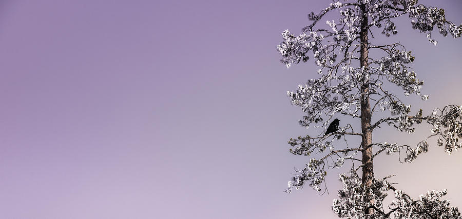 Blackbird In Lavender Photograph by Karen Wiles