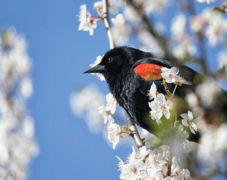 Blackbird in Spring Photograph by Randy Hall