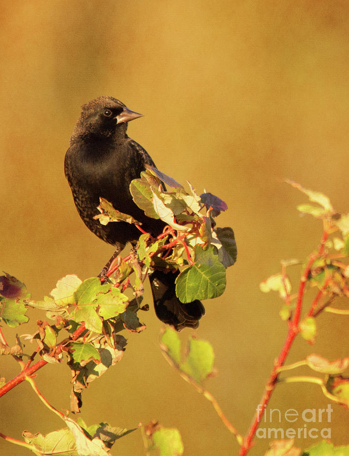 Blackbird Photograph by Michelle Tinger