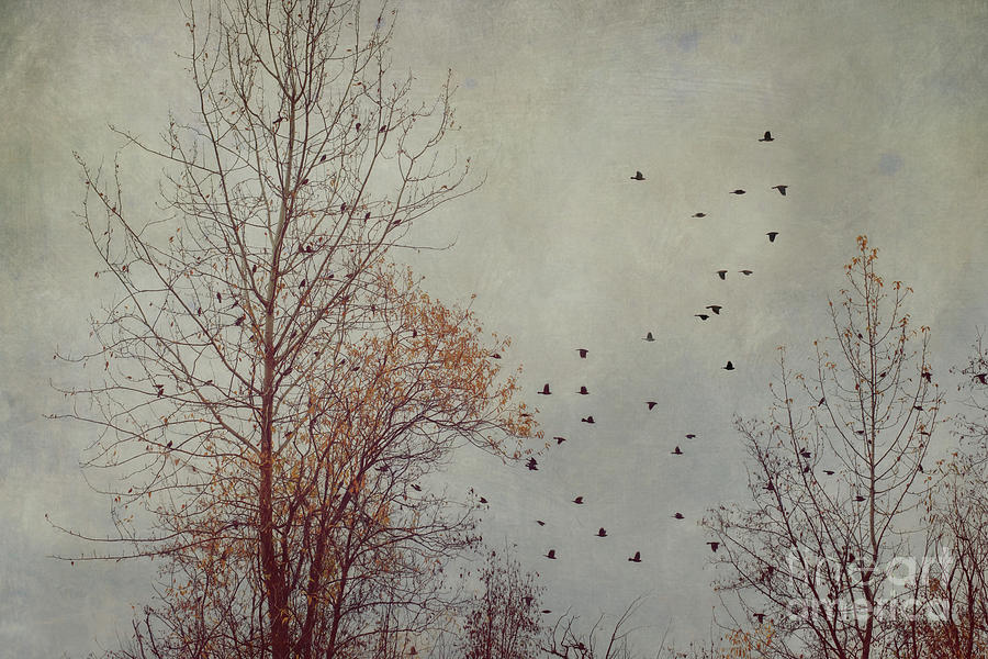 Blackbird Migration Photograph by Priska Wettstein