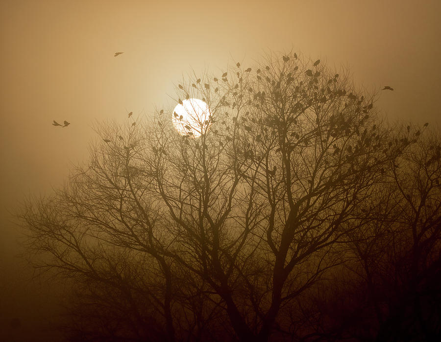 Blackbird Sunrise Photograph by Cheryl Strahl