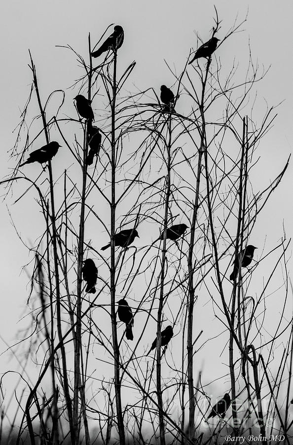 Blackbirds Photograph by Barry Bohn