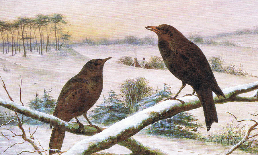 Blackbirds  Painting by Harry Bright