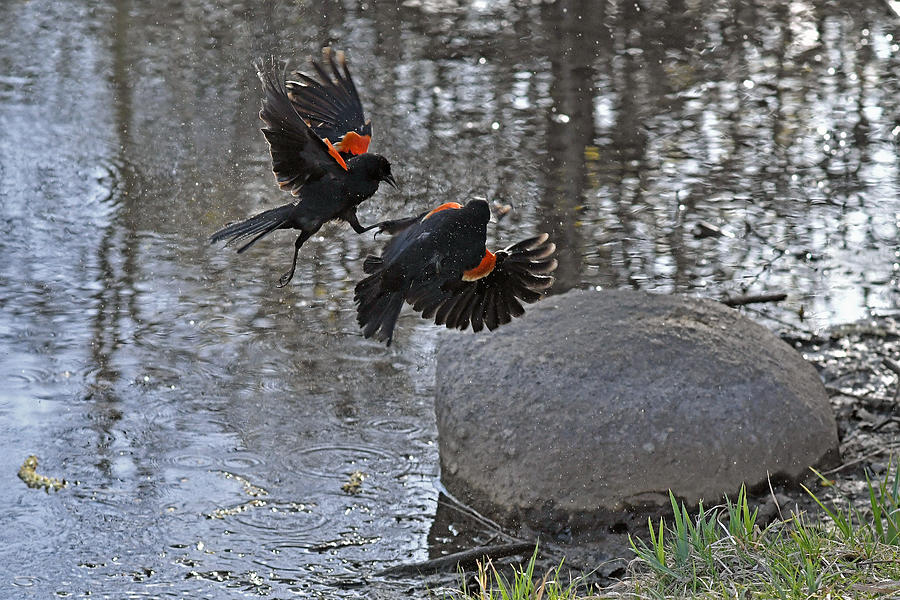 Blackbirds kickboxing Photograph by Asbed Iskedjian