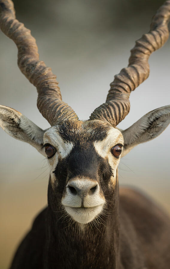 Wildlife Photograph - Blackbuck , Male Closeuphead Portrait, Tal Chhapar Wildlife by Yashpal Rathore / Naturepl.com
