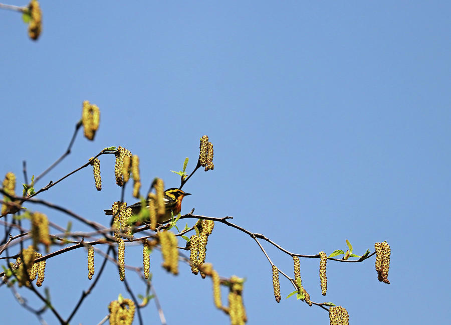 Blackburnian Warbler In Spring Photograph