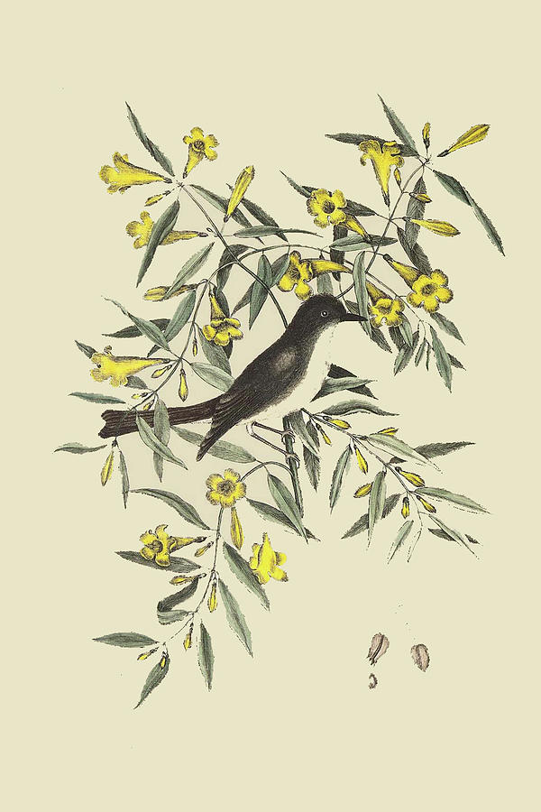 Blackcap Flycatcher Painting by Mark Catesby